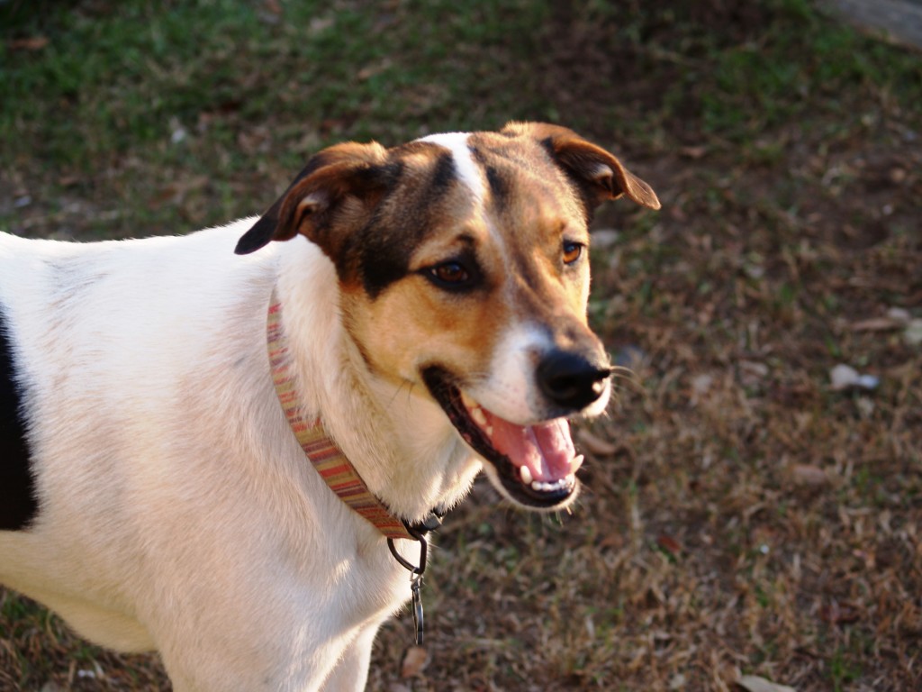 ABOUT US – Good Fortune Farm Refuge